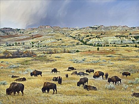美洲野牛,野牛,牧群,放牧,靠近,西奥多罗斯福国家公园,北达科他