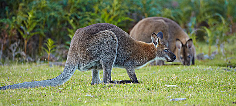 红颈袋鼠,一对,塔斯马尼亚,澳大利亚