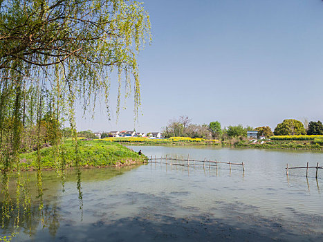 春天的无锡梁鸿湿地