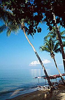 棕榈树,海滩,芭堤雅,泰国