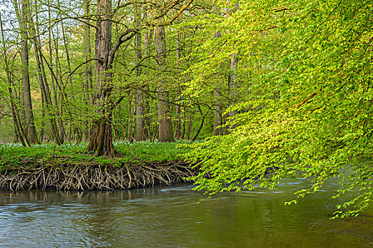 溪流,欧洲山毛榉,树林,春天,黑森州,德国