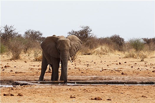 非洲象,水坑