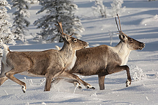 北美驯鹿,驯鹿属,一对,雪中,阿拉斯加