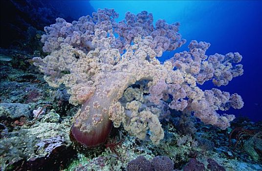 软珊瑚,所罗门群岛