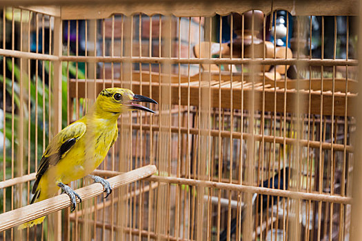 彩色,笼子,出售,鸟,市场,日惹,爪哇,印度尼西亚