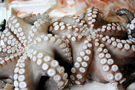 章鱼,出售,市场,阿基亚斯尼古拉斯,克里特岛,希腊,欧洲