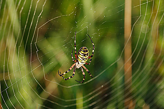 橫紋金蛛,蜘蛛网,巴伐利亚,德国