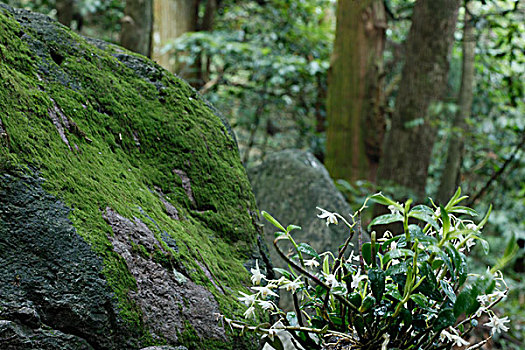 生长在原始森林里的野生石斛