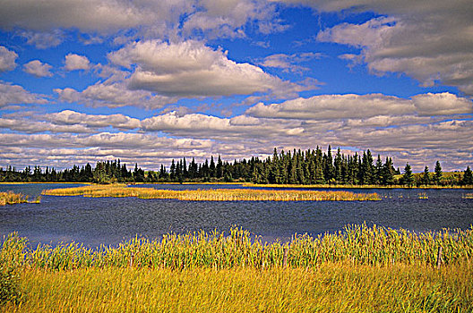 草原,景色,壳,湖,萨斯喀彻温,加拿大
