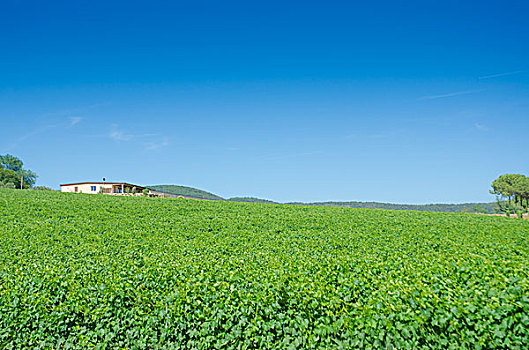 葡萄园,鲜明,夏天