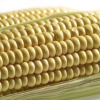 玉米棒,玉米,白色背景