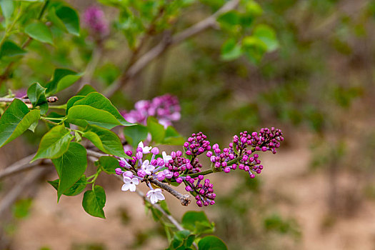 春暖花开