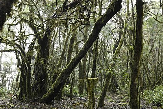 苔藓密布,树,雾林,加拉霍艾国家公园,加纳利群岛,西班牙,欧洲