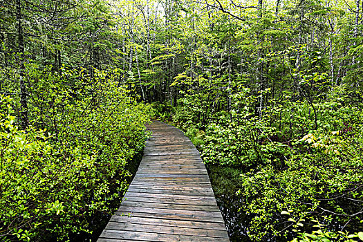 木板路,树林,新布兰斯维克,加拿大