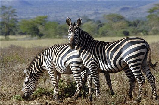 平原斑马,马,斑马,萨布鲁国家公园,肯尼亚