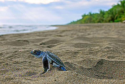 太平洋,绿海龟,龟类,幼小,道路,海洋,加勒比,哥斯达黎加,中美洲