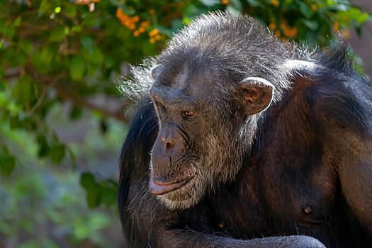 黑猩猩,坐,动物园
