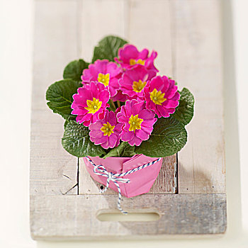粉色,樱草属植物,自制,装饰性花盆