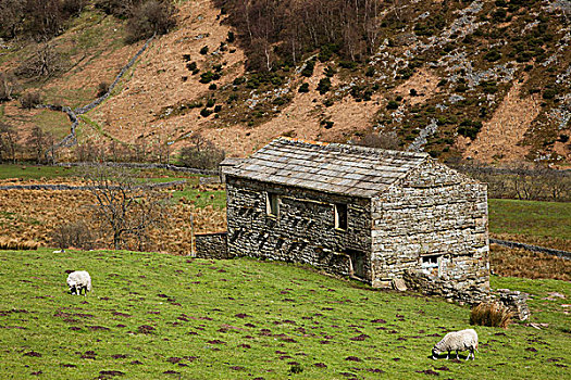 绵羊,放牧,草地,石头,建筑,英格兰
