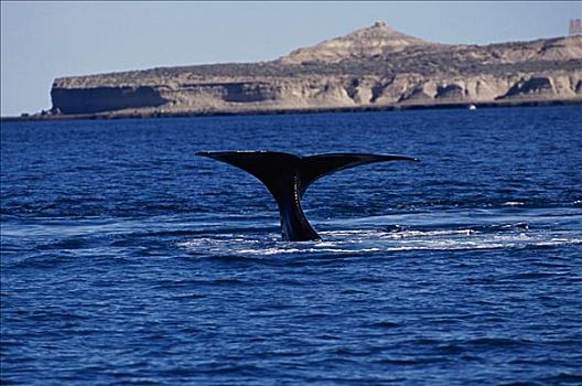 南露脊鲸,阿根廷