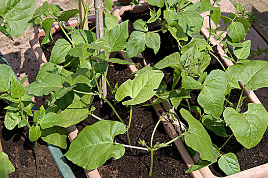 红花菜豆,最好,农作物,容器,花园