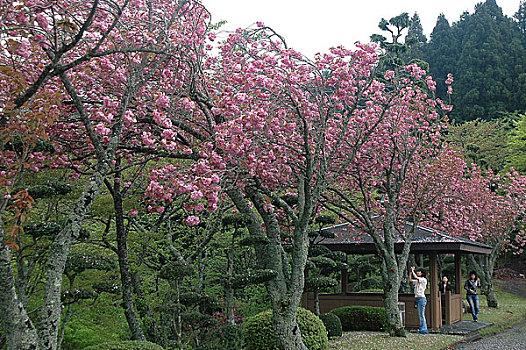 日本平和公园内樱花