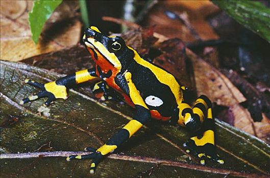 青蛙,展示,警戒色,哥斯达黎加,濒临灭绝