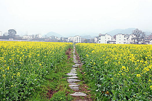 婺源,春天,油菜花,徽派,建筑,思溪延村,风情,风景,风光,乡村,民居