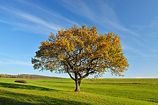 橡树,地点,秋天,地区,黑森州,德国