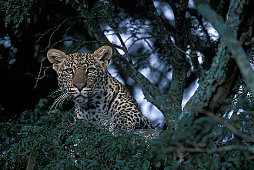 非洲,肯尼亚,马塞马拉野生动物保护区,豹,休息,树,肢体,河