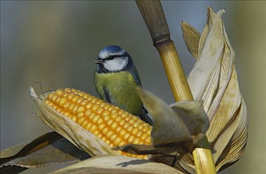 蓝冠山雀,青山雀,玉米,格尔德兰,荷兰