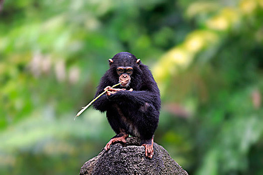 黑猩猩,青少年,幼兽,栖息,石头,进食,非洲,新加坡,亚洲