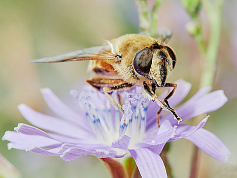蜜蜂,地点,花