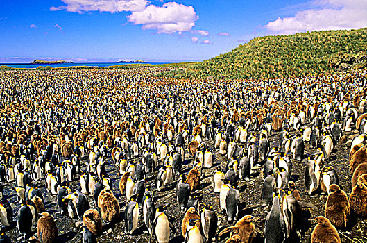 成年,帝企鹅,幼禽,索尔兹伯里平原,南乔治亚,南方,大西洋