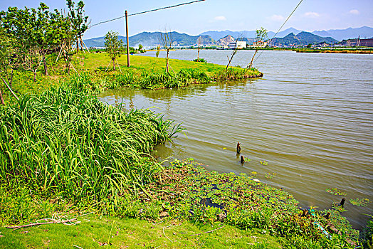 万岱山江,冠英村,水环境治理,五水共治,河道,护岸