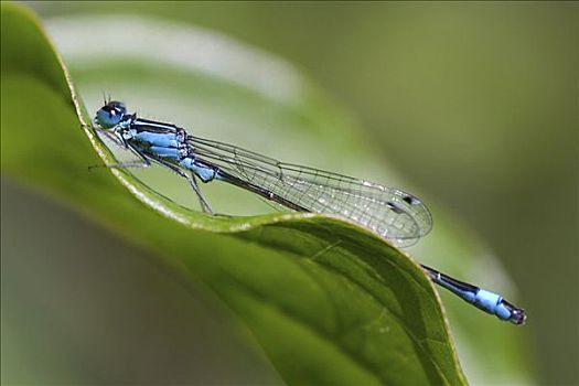 蓝色,尾巴,蜻蛉,叶子