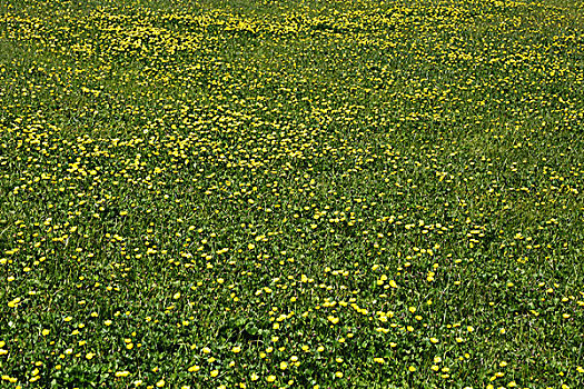开满鲜花的新疆草原