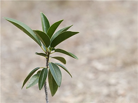 澳大利亚,无花果树,榕属植物,无花果