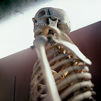 人,骨骼,站立,侧面,身体部位,博物馆,巴黎,法国