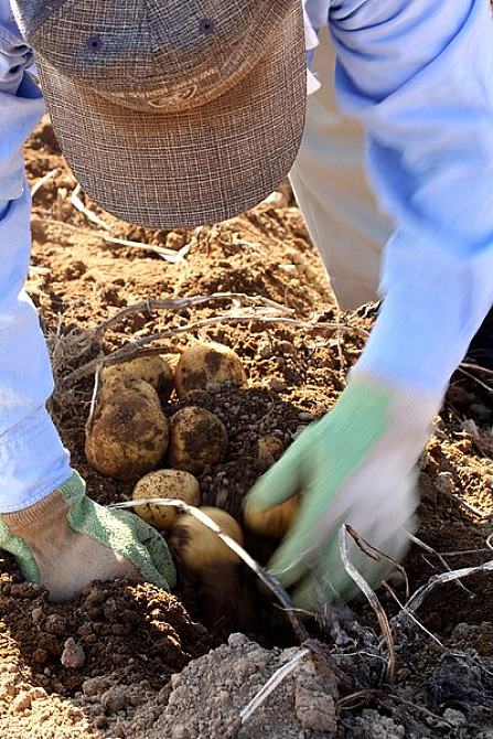 农民_挖_土豆_图片素材