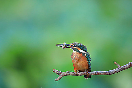 翠鸟捕食泥鳅