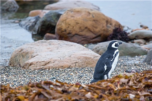 企鹅,鹅卵石,岸边