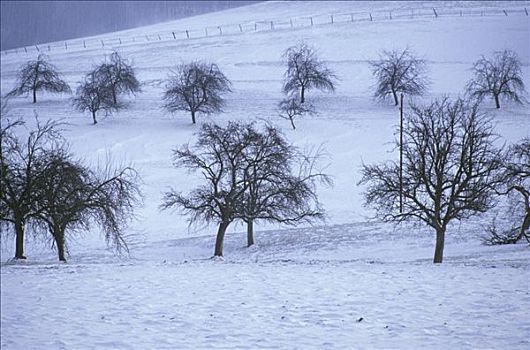 秃树,雪,果园,靠近,巴登符腾堡,德国