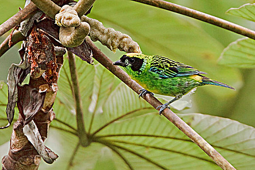 唐纳雀,栖息,枝条,靠近,国家公园,东南部,厄瓜多尔
