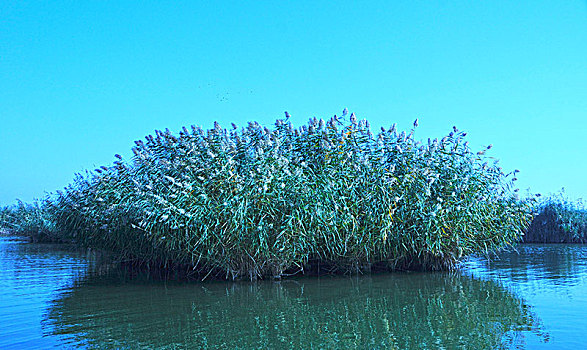 沙湖,湖,芦苇