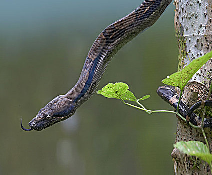 大蟒蛇,哥斯达黎加