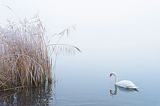 疣鼻天鹅,湖,冬天,黑森州,德国
