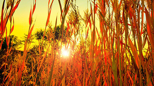 秋季夕阳下火红的芦苇丛