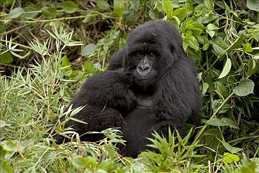 山地大猩猩,大猩猩,雌性,哺乳,幼仔,国家,卢旺达