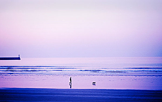 海滩,紫色,黎明